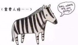 网红吃瓜君斑马,揭秘娱乐圈幕后真相