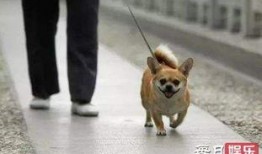 娱乐吃瓜养狗视频下载,一键下载，轻松享受欢乐时光