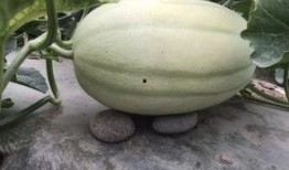 吃瓜网在哪找,吃瓜网——揭秘热门八卦资讯的聚集地