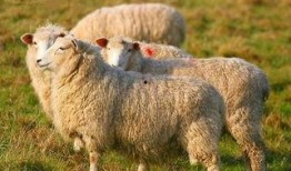 羊了个羊吃瓜娱乐,吃瓜娱乐背后的网络狂欢