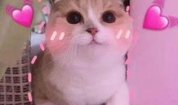 羊了个羊吃瓜娱乐,吃瓜娱乐背后的网络狂欢