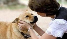 娱乐吃瓜养狗视频下载,一键下载，轻松享受欢乐时光