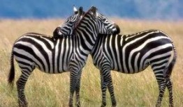 网红吃瓜君斑马,揭秘娱乐圈幕后真相