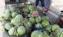 陇南武都网红吃瓜事件,网络舆论场上的风波与反思