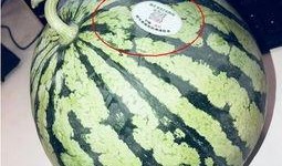 网红吃瓜qq,揭秘娱乐圈幕后故事