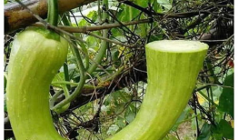 座等吃瓜是什么意思,揭秘网络流行语的趣味与内涵