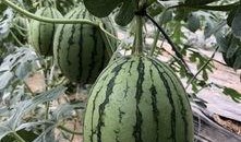 跳舞网红吃瓜,揭秘娱乐圈幕后风云